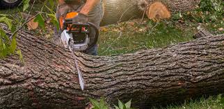Best Tree Health Inspection  in Oakland, NJ