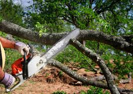 Best Tree Maintenance Programs  in Oakland, NJ