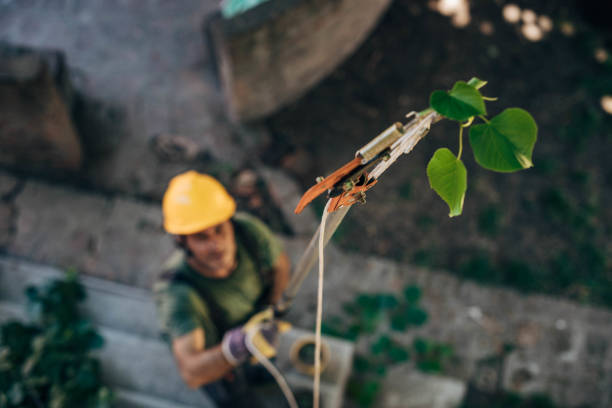 Best Tree Preservation Services  in Oakland, NJ