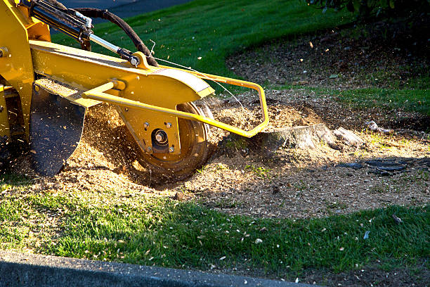 Best Stump Grinding and Removal  in Oakland, NJ
