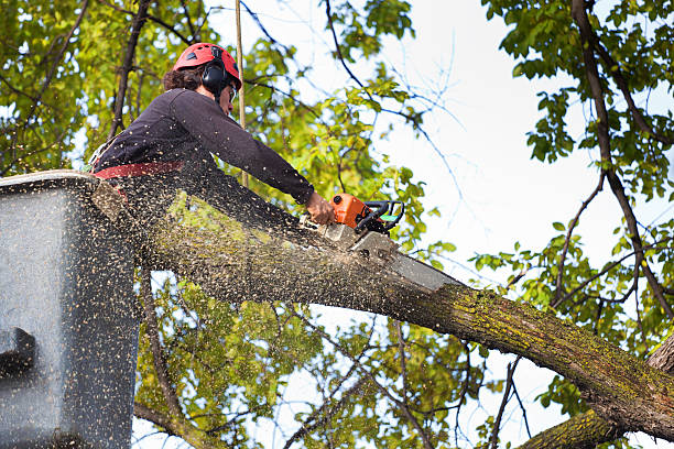 Best Lawn Watering Services  in Oakland, NJ