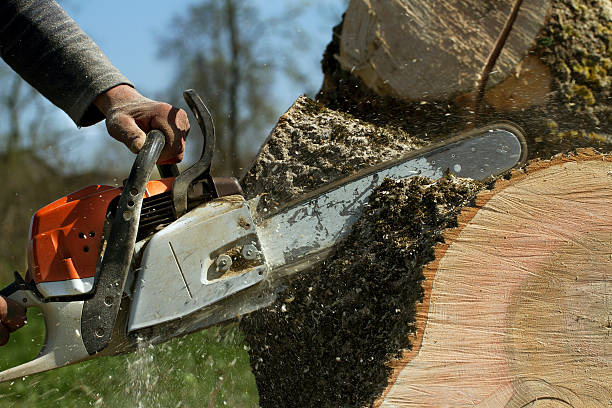 Best Root Management and Removal  in Oakland, NJ